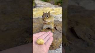 FEEDING CHIPMUNKS PEANUTS 🥜🐿😋 shorts [upl. by Ybrad]