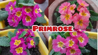 how to grow and care primroseprimula flower [upl. by Rezal]