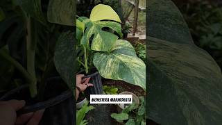 Monstera Varigata Aurea  monstera marmorata plants tanamanhiascantik tanamanhiaspopuler [upl. by Aloiv]