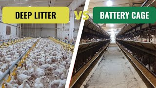 Deep Litter OR Battery Cage System [upl. by Tunk381]