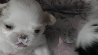 Japanese Chin puppies feeding  21 days old in Close up HD [upl. by Atsirhc]