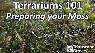 Terrariums 101  Preparing Your Moss [upl. by Yerrot244]