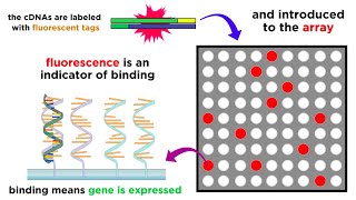 DNA Methylation and Cancer [upl. by Sifan]