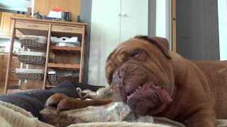 Dogue de Bordeaux Morgan chewing on a very large bone [upl. by Udella]