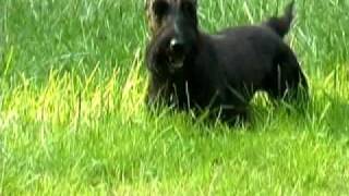 Scottish Terrier in his last week [upl. by Coonan]