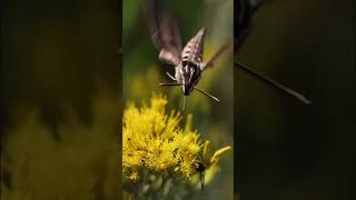 A Whitelined SphinxMoth Hyles lineata in the warm golden light of late afternoon… Moth Fly [upl. by Aramal]