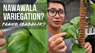 Nawalan Ng Variegation Halaman Mo Lets Fix It  Reverted Plants Tips  Pothos Manjula [upl. by Thamora630]