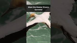 Meet the Master Divers Gannets 2024 gannet marinepredator  shorts ytshorts [upl. by Elime]