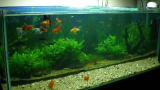 Planted Aquarium Diana Walstad Method [upl. by Rraval]