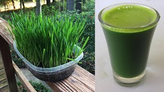 Juicing Wheatgrass in Omega Juicer [upl. by Selbbep]