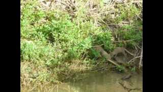 Mongoose vs snake fight near a pondMOV [upl. by Haodnanehs]