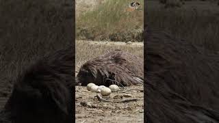 Ostrich The giant bird that defeats lions with one kick [upl. by Auhoj556]