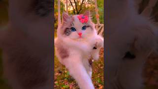 cat funny shorts video 🤣 viral youtube shorts catfunny youtubeshorts shorts viral [upl. by Silvain]