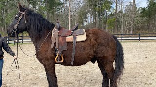 Percheron riding [upl. by Femi930]