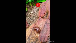 wild pangolin insect ఆలచిప్ప వంటి పురుగు wild creatures insects millipede yt shorts feed [upl. by Suivart]