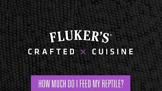 Crafted Cuisine  How Much Do I Feed My Reptile [upl. by Eyllib]