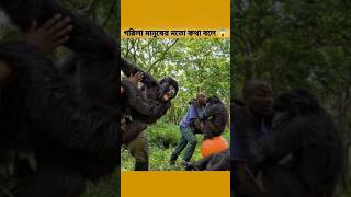 গরিলাঅদ্ভুত প্রাণী facts kokogorilla gorilla unknownfacts [upl. by Rawlinson805]