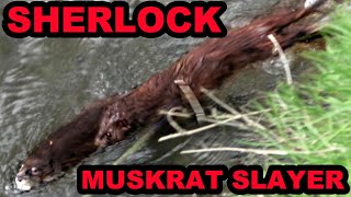 Sherlock the Mink Catches a HUGE Rat [upl. by Norihs940]