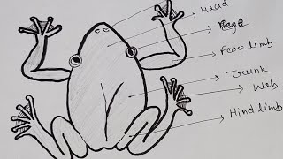 Rhacophorus diagram। Rhacophorus Flying Frog। rhacophorusfrogBioDiagram [upl. by Arras]