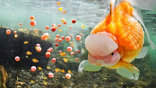 Thousands of Newly Hatched Goldfish Fry  How to become successful in breeding amp Raising Goldfish [upl. by Tillio]