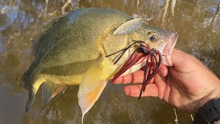 Wimmera River Yella’s Patience pays off [upl. by Gellman]