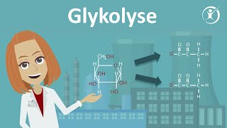 Die Glykolyse  Zellatmung Stoffabbau amp Stoffwechsel  Studyflix [upl. by Fi]