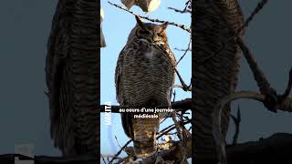 Fini les spectacles d’animaux sauvages à Périgueux 🦅 [upl. by Aieka636]