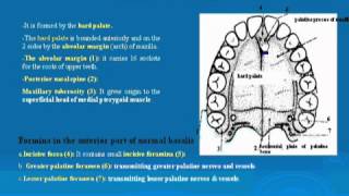 33 Norma basalis Anterior part تشريح أحمد كمال [upl. by Enoyrt]