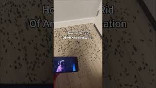 KSI New Song Gets Rid Of Ant Infestation 😭 shorts [upl. by Aziar597]