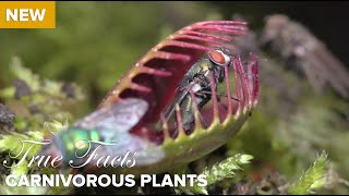 True Facts  Carnivorous Plants [upl. by Ahsir715]