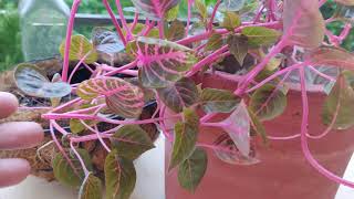 Iresine plantBloodleaf plantcare and propagation in hanging basket and water [upl. by Larry]