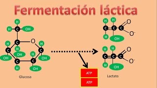 Bioquímica  Fermentación Láctica [upl. by Evyn517]