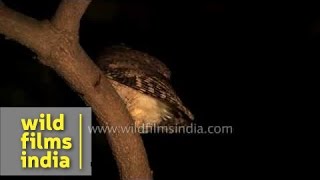 Collared Scops Owl seen in a New Delhi garden [upl. by Annayad]