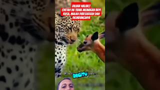 DILUAR NALAR NALURI BUAS CHEETAH LUNTUR DIBUAT ANAK BAYI RUSA  AdeLong leopard wildlife [upl. by Misaq]