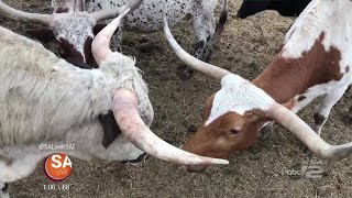 Learn some fun facts about Longhorns [upl. by Hctub]