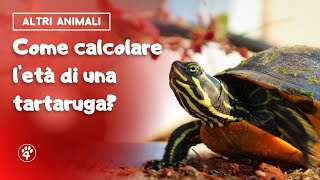 Come calcolare letà di una tartaruga 🐢  Amoreaquattrozampeit [upl. by Primrose765]