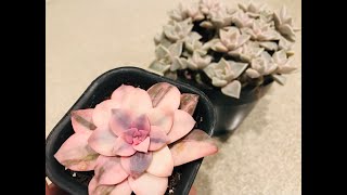 Propagating Varigated Graptopetalum Superbum and Ghost Plant [upl. by Pryce]