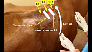 Paravertebral nerve block of a cow by blocking the 13th thoracic nerve and the 1st two lumbar nerves [upl. by Sitra508]