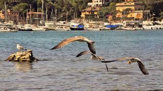 La città di Rapallo Italy [upl. by Nnahs201]