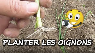 Comment planter les oignons [upl. by Assilram]