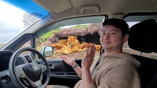 African Safari Drive in Japan Safari Park Adventure  Oita Japan [upl. by Odnalref975]