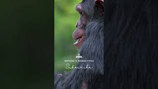 Chimpanzee Secrets Incredible Intelligence and Social Behavior Revealed [upl. by Aggy]