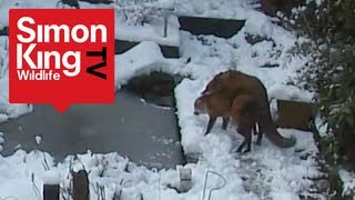 Foxes Mating  Very Rare Footage  Fascinating Behaviour [upl. by Franciskus54]