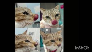 feline cryptococcosis [upl. by Rossi27]