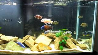 Beginners Guide to Identifying African Cichlids [upl. by Ahsieka]