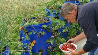 Jagode iz buradi  Strawberries from the barrel [upl. by Ng]