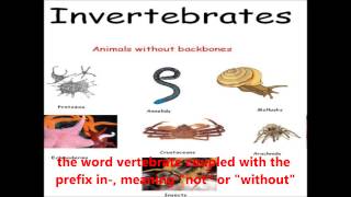 Vertebrates and Invertebrates  Kent English Videos [upl. by Rellim]