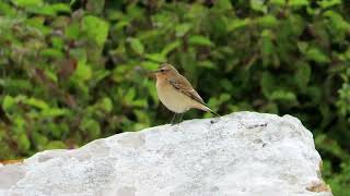 Wheatear [upl. by Lanam]