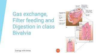 Gas exchange Filter feeding and digestion in class Bivalvia [upl. by Enened829]