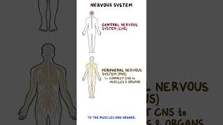 Clinical Cuts Anatomy and physiology of the nervous system [upl. by Anwahsal]